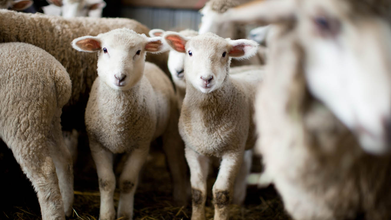 Unraveling the Nature of Sheep: Insights into Livestock Farming