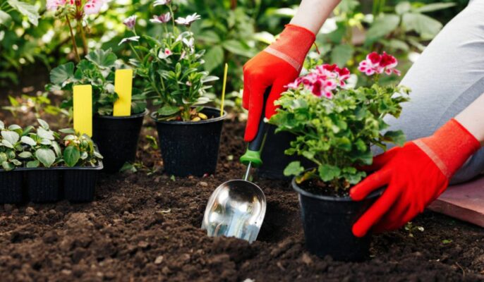 Gardening Tips: A Comprehensive Guide to Nurturing Your Green Space